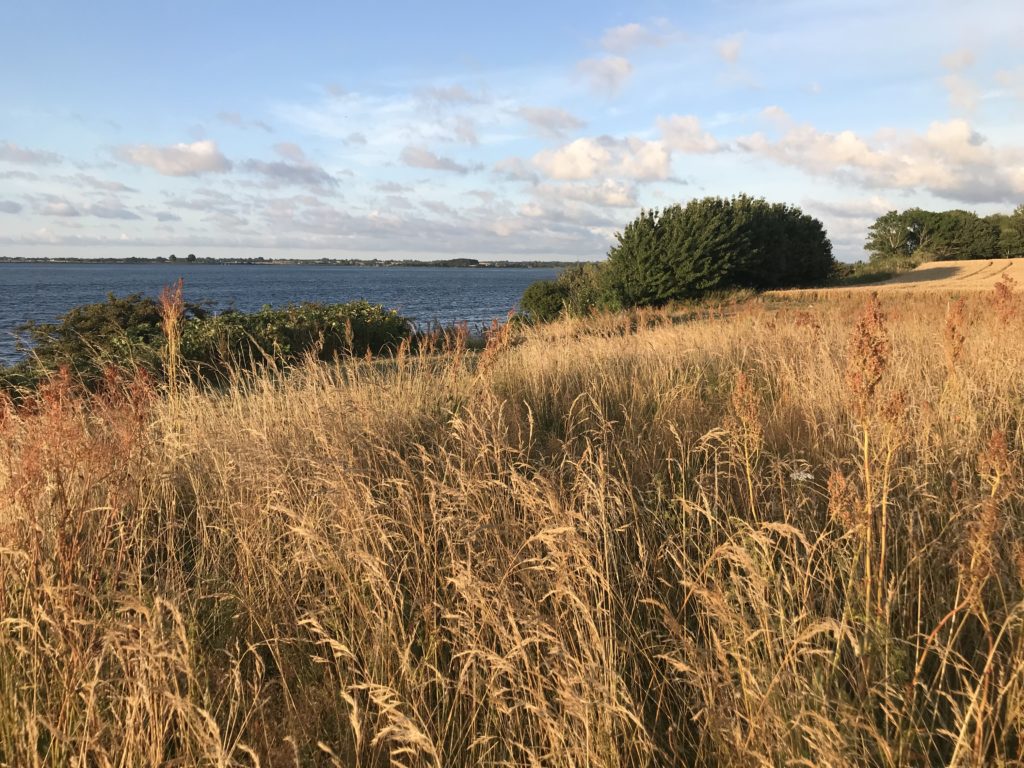 Landschaft, im Vordergrund hohes Gras, schon etwas gelblich, dann eine kleine Reihe Bäume, dahinter blaues Meer. Der Himmel ist blau, mit ein paar Wolken.